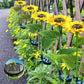 🌻 ✨ Napraforgó alakú napelemes lámpák – automatikus be-/kikapcsolás, 14 órás világítás, IP65 vízálló ☀️