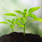 🌱 3 az 1-ben talajvizsgáló készülék kijelzővel🌿