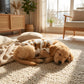 🐶1+1 INGYEN🧸 Aranyos, plüssbéléses kutyamellény – meleg, rugalmas, mackós mintával